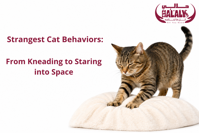 Strangest Cat Behaviors: From Kneading to Staring into Space